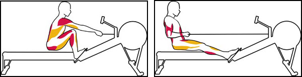 Rowing uses almost every major muscle group - image borrowed from the Concept 2 Rower website